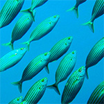 click to go to the placesandseasons.org website